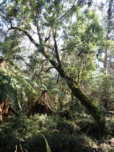 Bedfordia arborescens, photograph 4