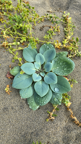 Oysterplant