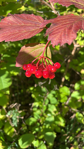 guelder-rose