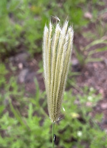 feather finger grass