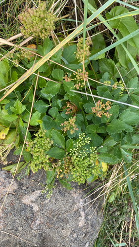 Scots Lovage