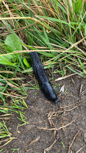 Black Slug
