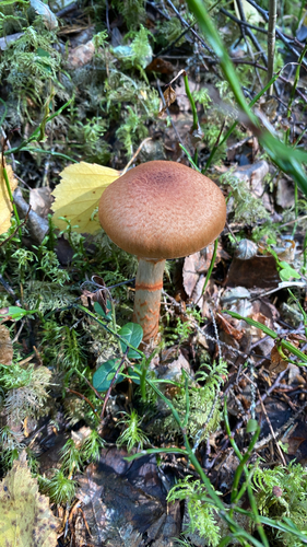 red-banded webcap