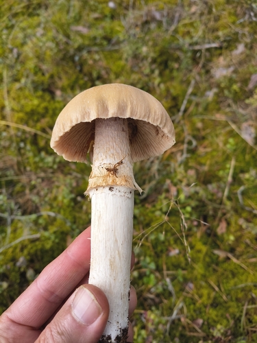 Wrinkled Cortinarius