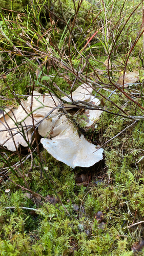 Sheep Polypore