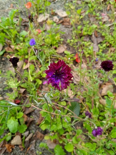 Cornflower