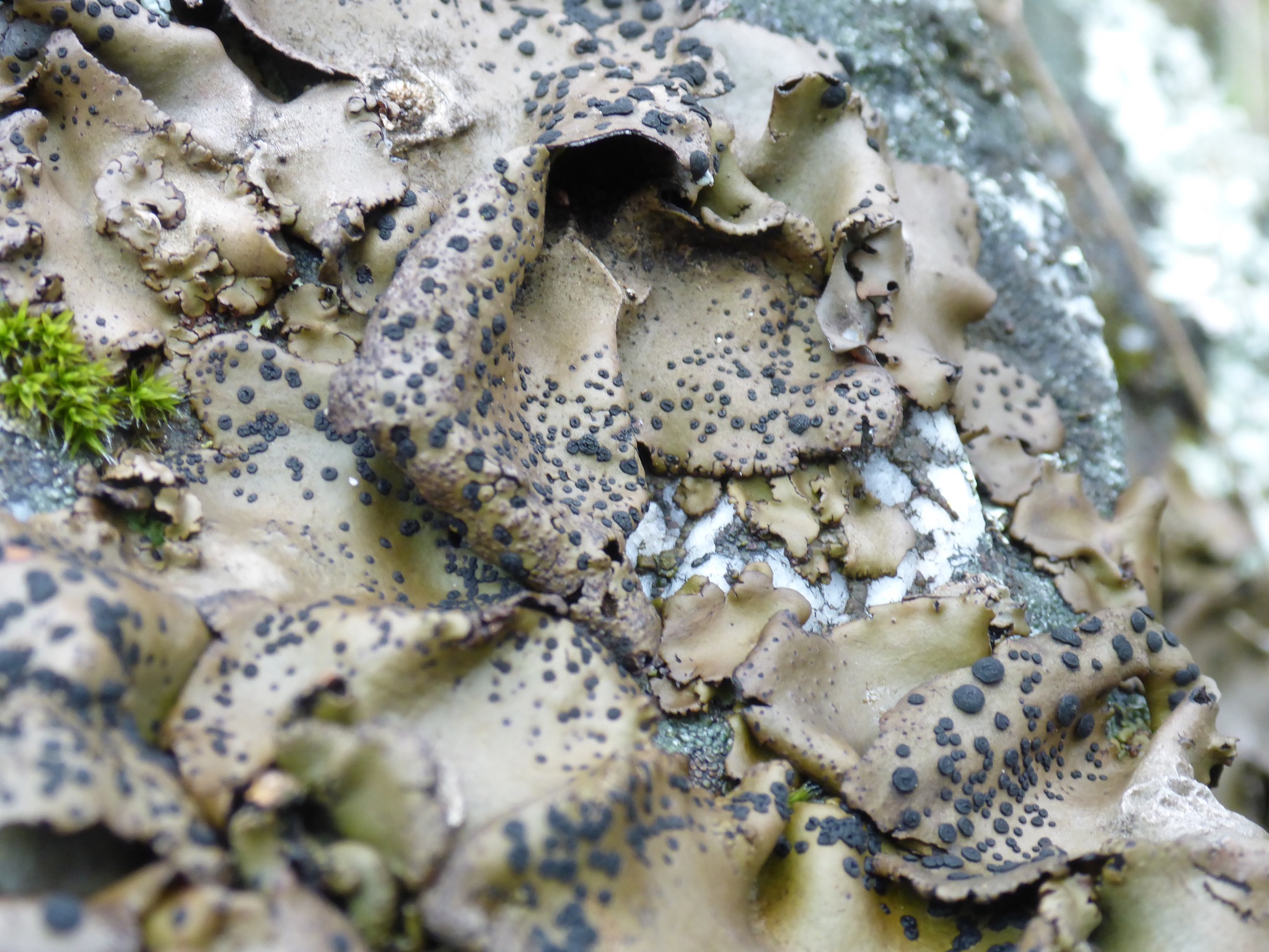 Umbilicaria phaea image