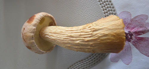 Aureoboletus projectellus
