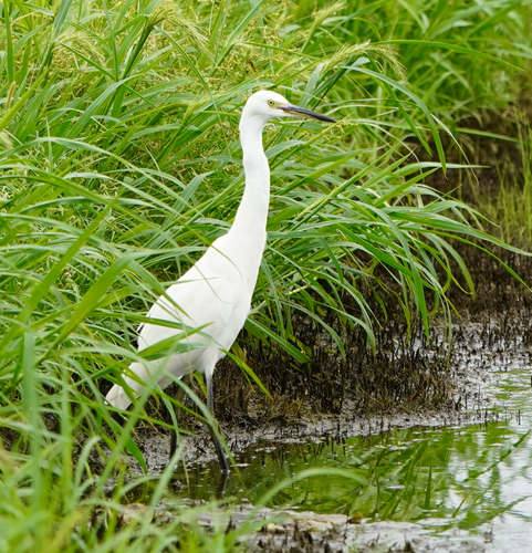 iNaturalist image
