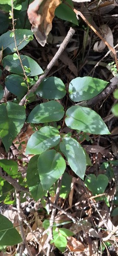 Pellaea paradoxa observed 2026-09-10