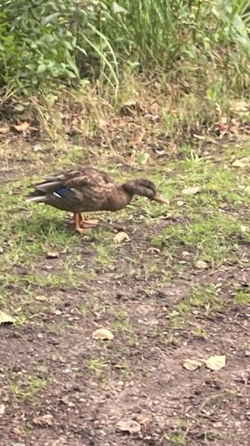 iNaturalist image