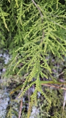 Lepidothamnus intermedius