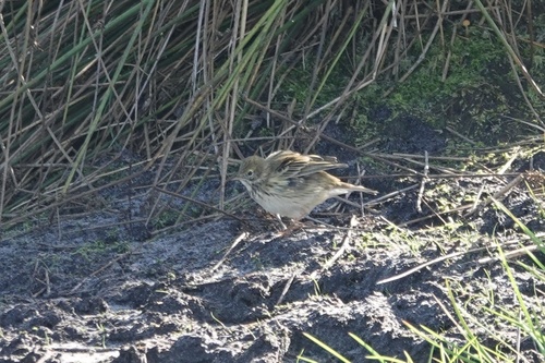 Meadow Pipit