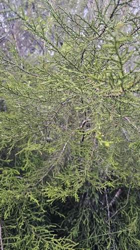 Lepidothamnus intermedius, photograph 2