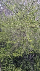 Lepidothamnus intermedius, photograph author not stated, no rights reserved