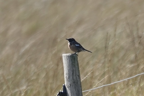 European Stonechat