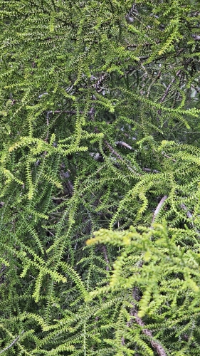 Lepidothamnus intermedius, photograph 4