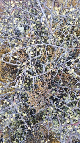 Exocarpos bidwillii, photograph 5