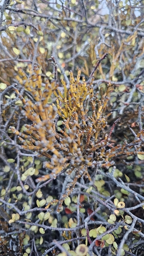Exocarpos bidwillii, photograph 6