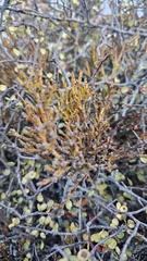 Exocarpos bidwillii, photograph author not stated, no rights reserved