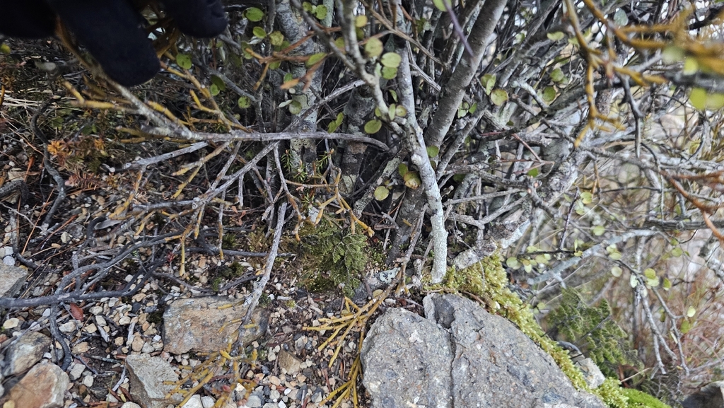 Exocarpos bidwillii; photograph author not stated, no rights reserved