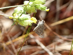 Lerodea erythrostictus