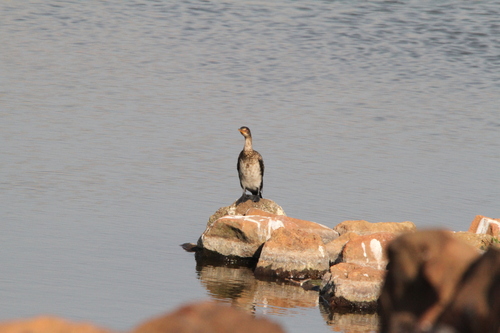 iNaturalist image