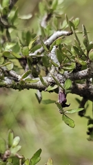 Pittosporum rigidum