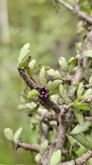 Pittosporum rigidum, photograph author not stated, no rights reserved