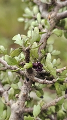 Pittosporum rigidum, photograph author not stated, no rights reserved