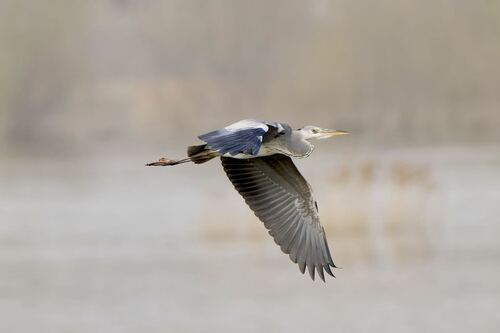 iNaturalist image