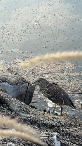 iNaturalist image