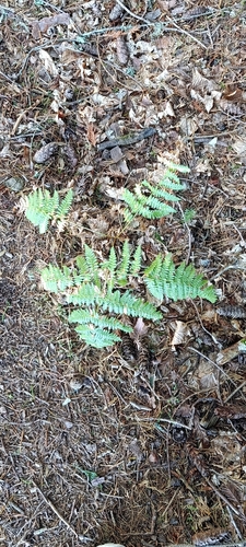 common bracken