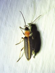 Oxycopis mimetica