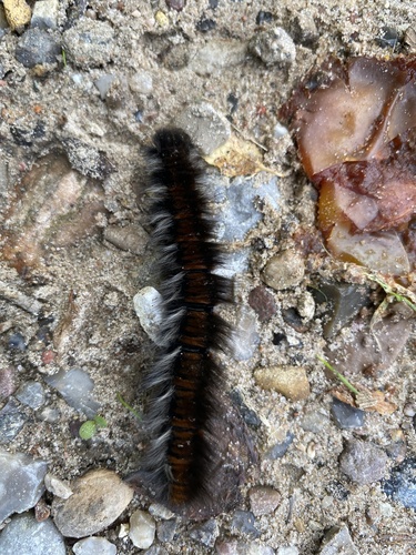 Fox Moth