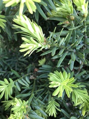 Pulvinaria floccifera