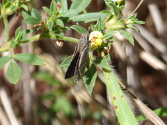 Lerodea erythrostictus