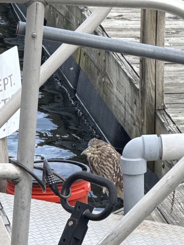 iNaturalist image
