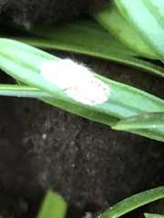 Pulvinaria floccifera