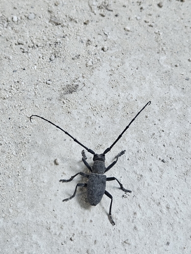 Morimus asper