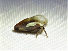 Ophiderma flavicephala