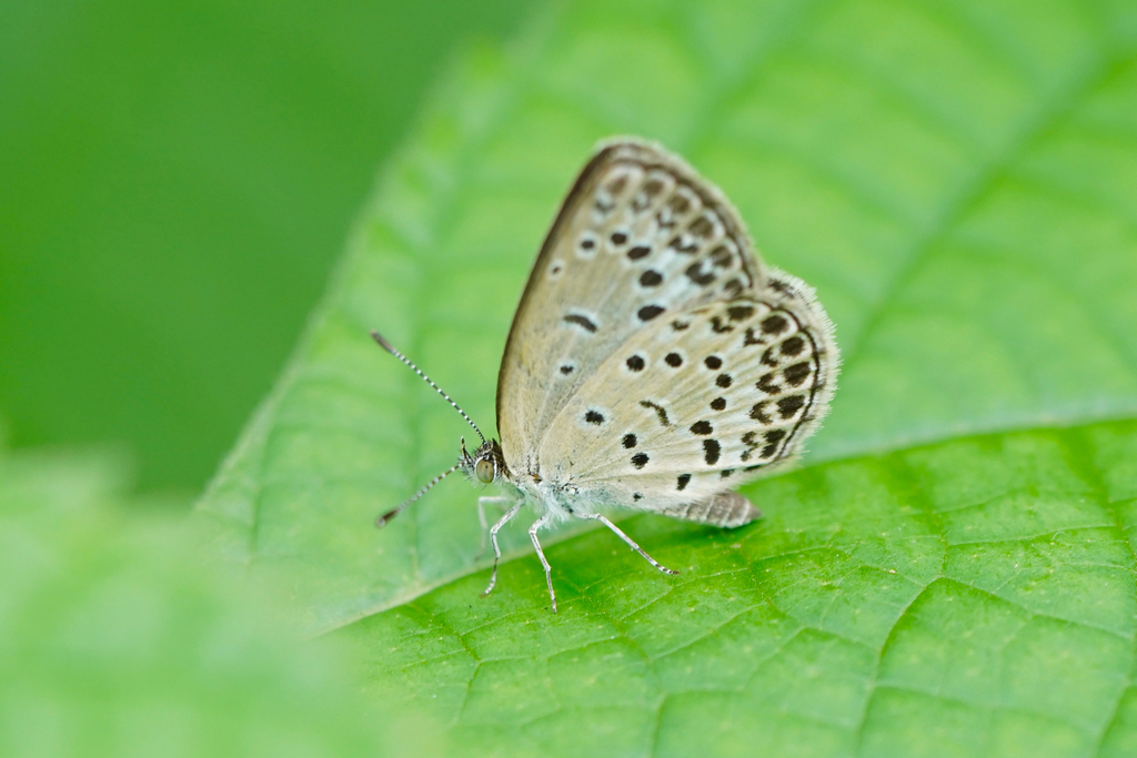 Zizeeriina