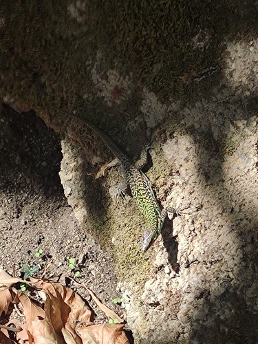 Italian Wall Lizard