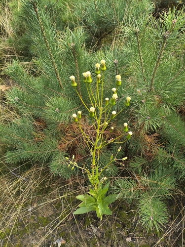 American burnweed