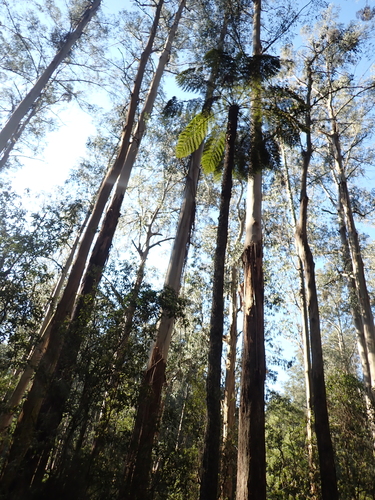 Eucalyptus regnans