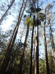 Eucalyptus regnans