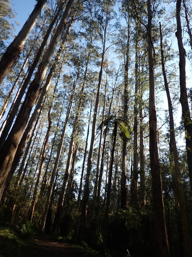 Eucalyptus regnans, photograph 3