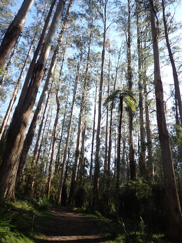 Eucalyptus regnans, photograph 2