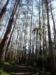 Eucalyptus regnans, photograph (c) Em Lamond, some rights reserved (CC BY)
