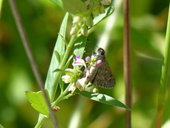 Lerodea erythrostictus